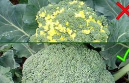 Mengapa brokoli berbunga?