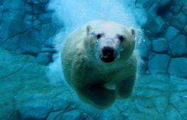 Nur eine Reduzierung der Treibhausgasemissionen kann Eisbären vor dem Aussterben bewahren. Gefährdete Tiere Eisbär