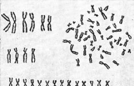 Нохойд хэдэн хромосом байдаг вэ?