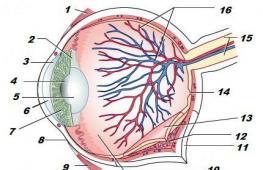 وظائف الرؤية - وصف مختصر لوظائف العيون ما هي الأعضاء التي ينتمي إليها جهاز الرؤية؟