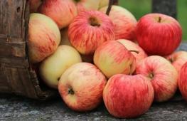 Sušené jablká doma