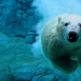 Nur eine Reduzierung der Treibhausgasemissionen kann Eisbären vor dem Aussterben bewahren. Gefährdete Tiere Eisbär