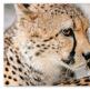 Кратък преглед на животинския свят Съобщение за представители на животинския свят